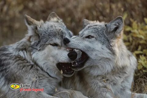Wolf other