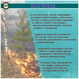 Пал пала отзывы