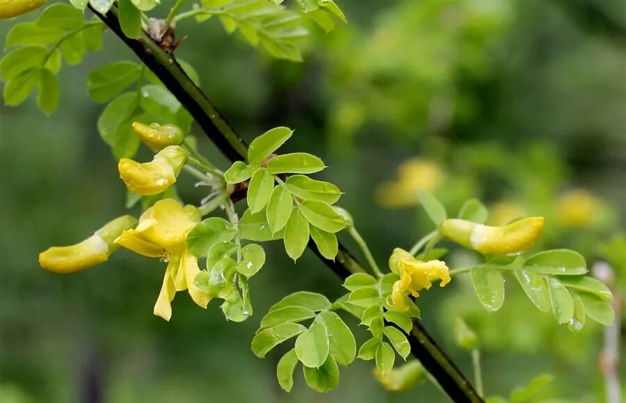 Желтая акация 8 букв. Acacia acanthoclada. Акация желтая карагана древовидная. Карагана древовидная lorbergii. Акация желтая.