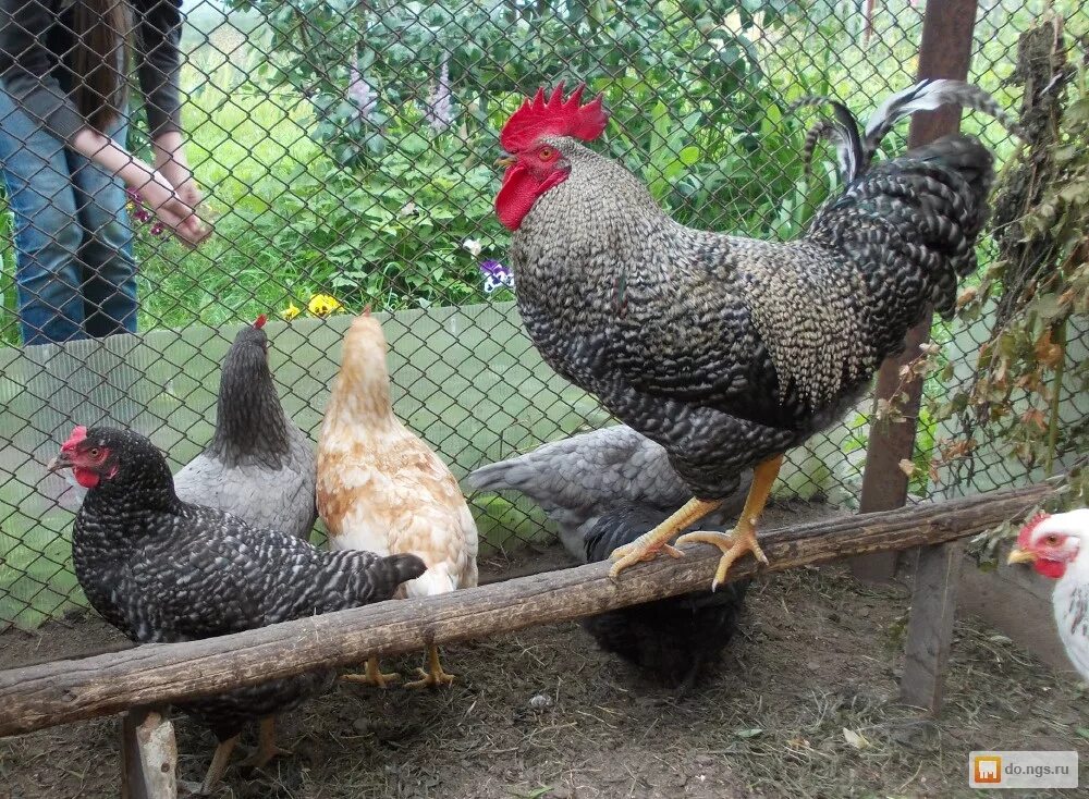 Характеристики кур несушек доминант. Ломан уайт куры. Курицы несушки в курятнике. Когда несется доминант. Доминант ломан браун.