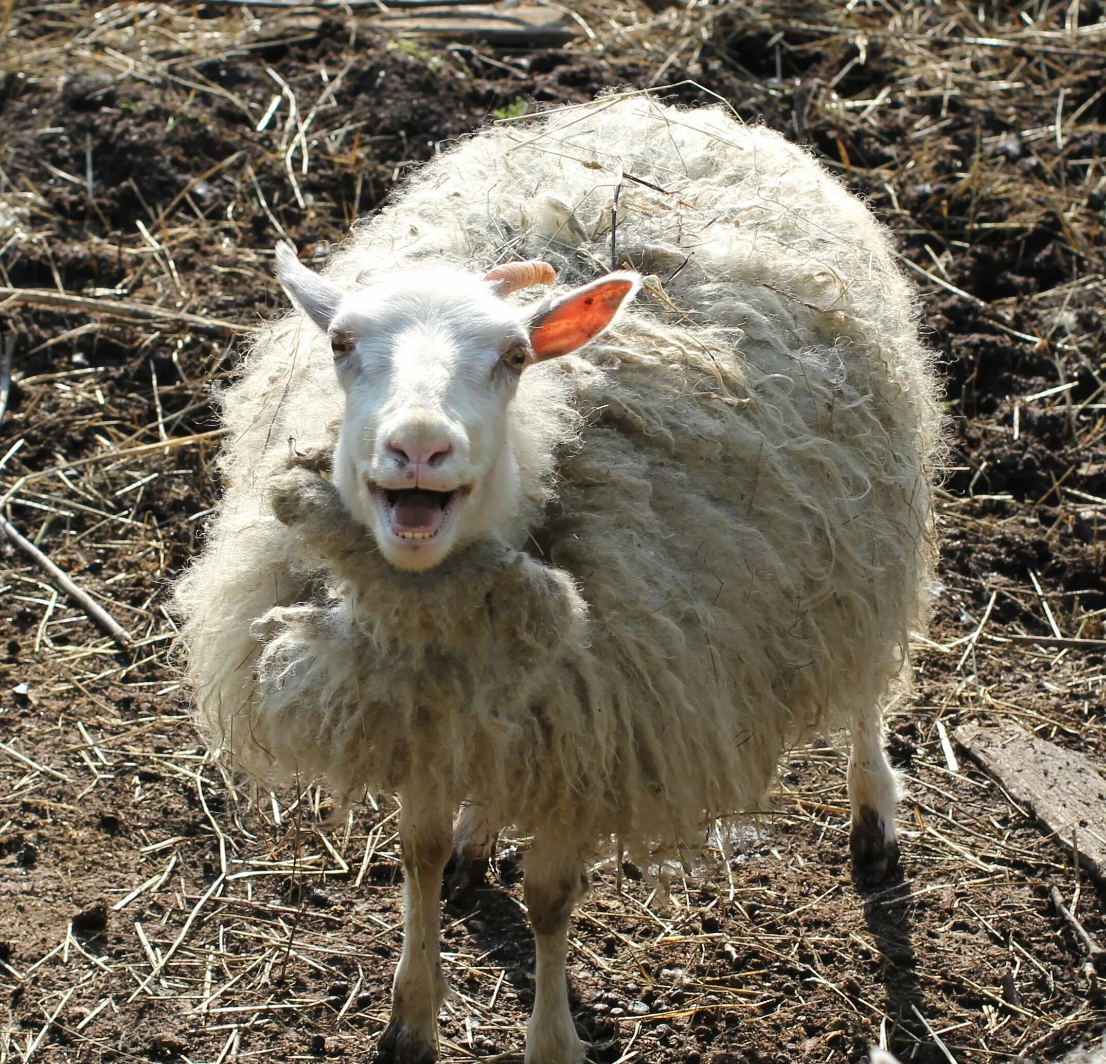 Овца. Порода овец джакоб. Самка барана. Old sheep. Old sheep.