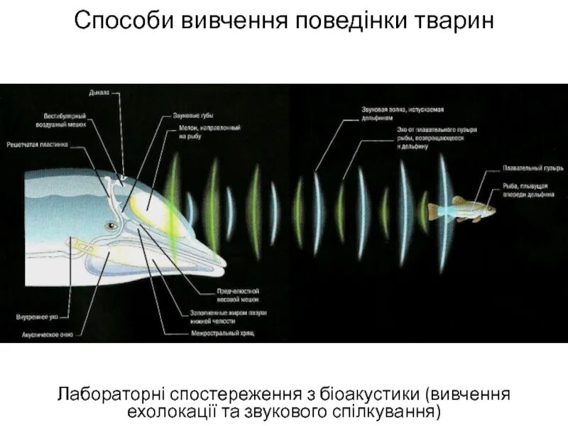 Эхолокация у животных. Даниэль киш. строение эхолокации у дельфина. эхолокация дельфинов.