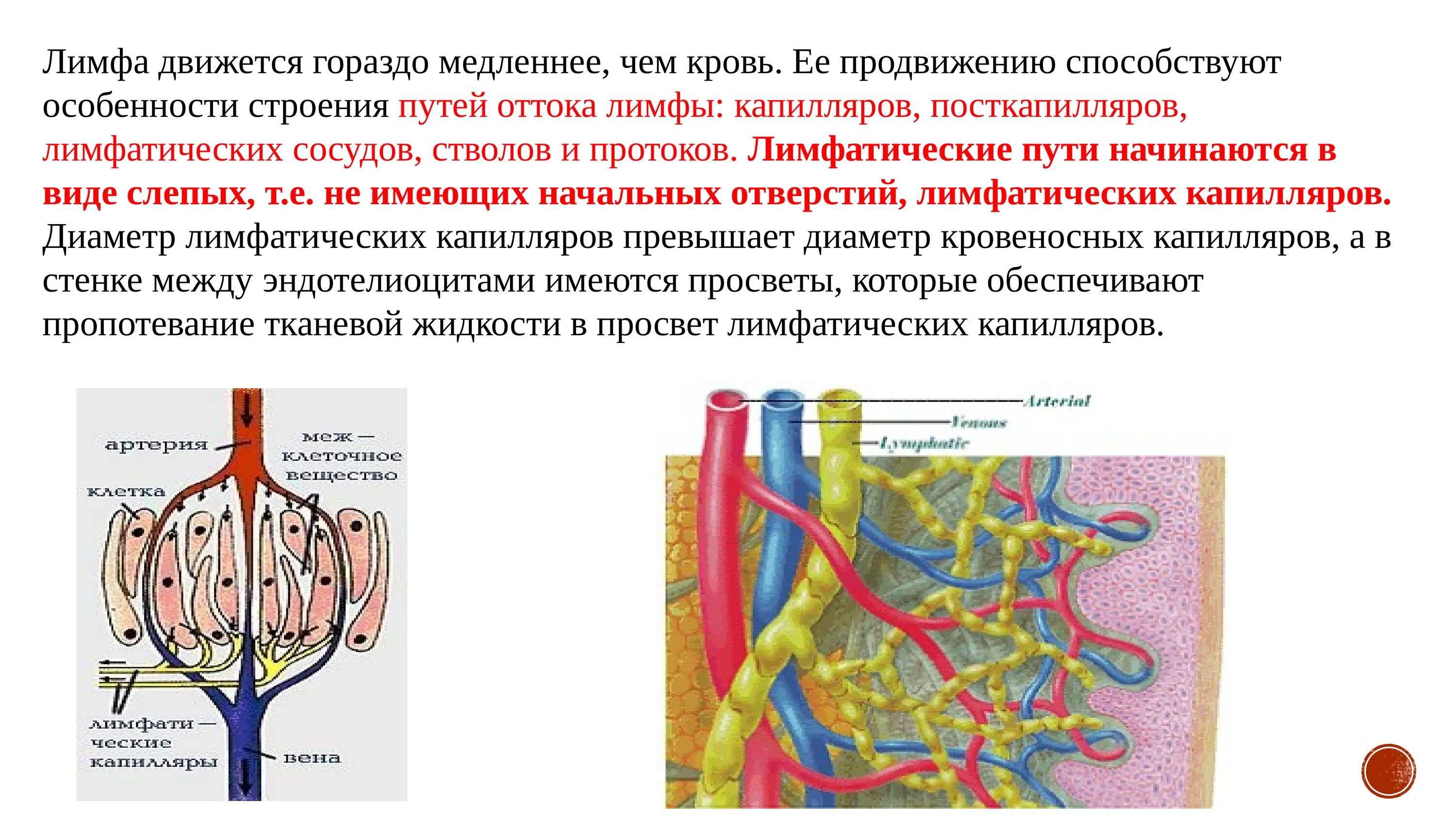 Кровь лимфатические сосуды