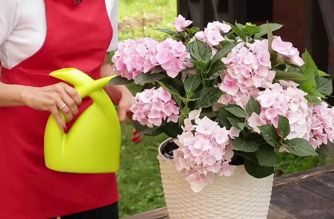 Как посадить метельчатую гортензию в горшок. Как посадить метельчатую гортензию в горшок