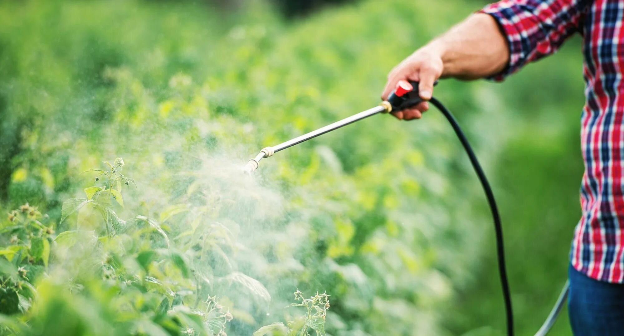 Исследование пестицидов. Пестициды. Пестициды в водоемах. Sprayer for Plants. Изготовление пестицидов для саранчи.