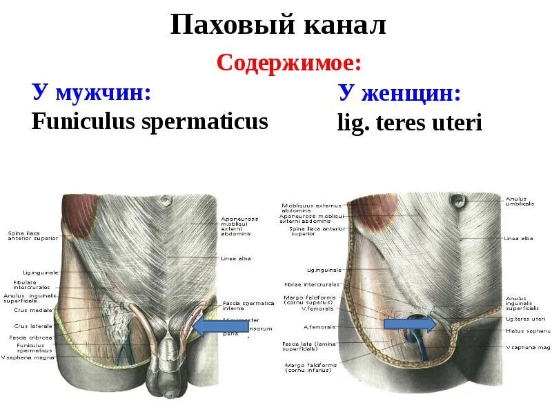 Мышцы пахового канала анатомия. Пахово подвздошные лимфоузлы. Паховый орган. Стенки пахового канала топографическая анатомия. Стенки пахового канала топографическая анатомия.