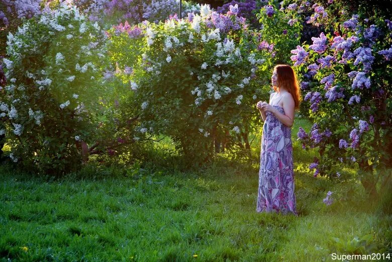 Ни цветущего. Черри блоссом. Антоновка в цвету. Цветы войны юй мо. Акация сакура.