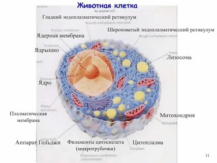 Сколько мембран у ядра
