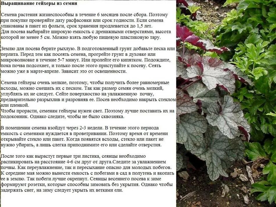 Что делать с гейхерой весной
