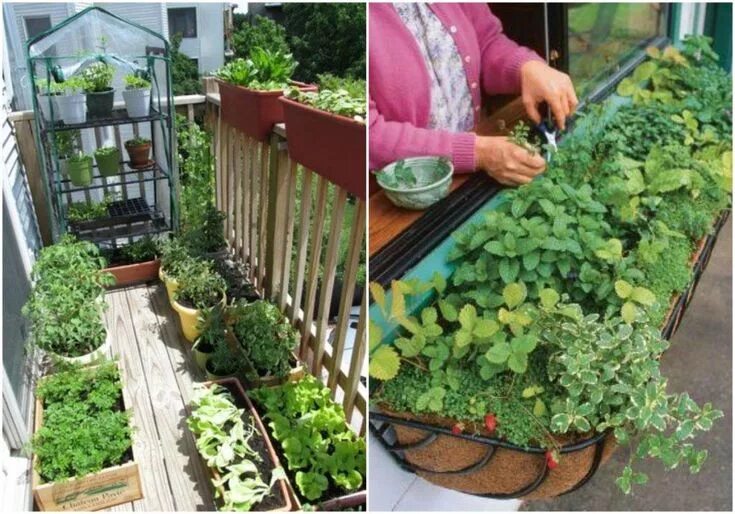 Огород на балконе фото Potager de balcon réussi ou comment cultiver des légumes en pot Déco balcon Amé