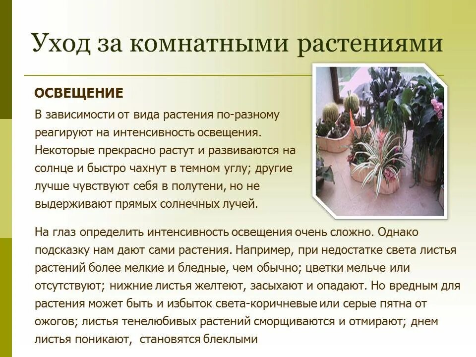 Цель работы уход за комнатными растениями. Уход за комнатными растениями цель. Беседа об уходе за комнатными растениями. Правильные растения. Уход за комнатными растениями цель.