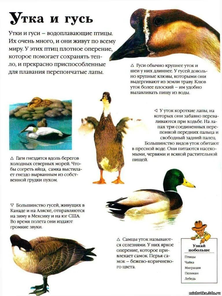 Утка это млекопитающее животное. Энциклопедия про уток. утка описание для дошкольников. кряква описание для детей.