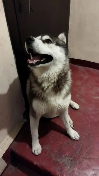 Старая хаски. Хаски краснодарский край. Хаски щенок. Сибирский хаски щенки. Хаски краснодарский край.