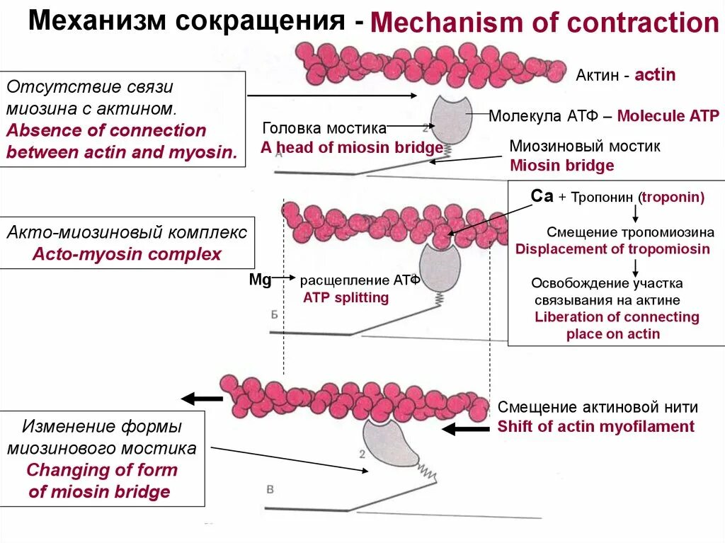 Механизм актина и миозина. Актин миозиновый мостик. АТФ В мышечном сокращении. Роль АТФ В механизмах мышечного сокращения. Миозин мышечной ткани