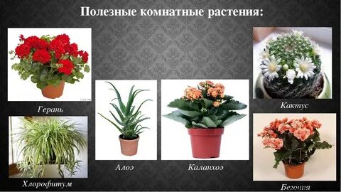 Назови домашние растения