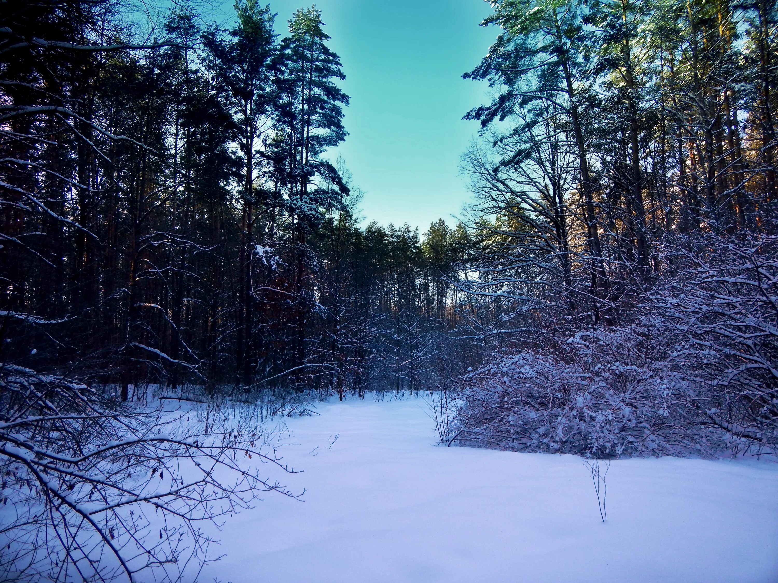 Зимняя полянка. Поляна со снегом. Зимний лес. Зимний лес. Зима в лесу.
