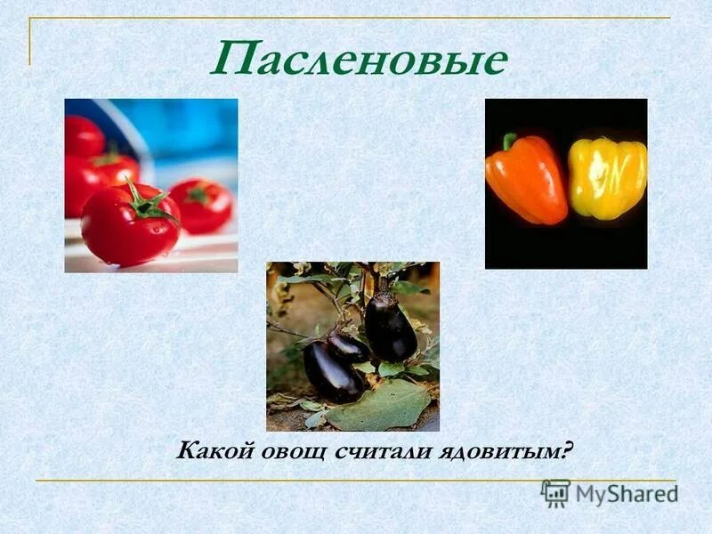 Пасленовые. Паслёновые овощи. Продукты семейства пасленовых. Пасленовые продукты перечень. Пасленовые овощи это