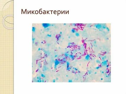 Микобактерия туберкулеза микробиология
