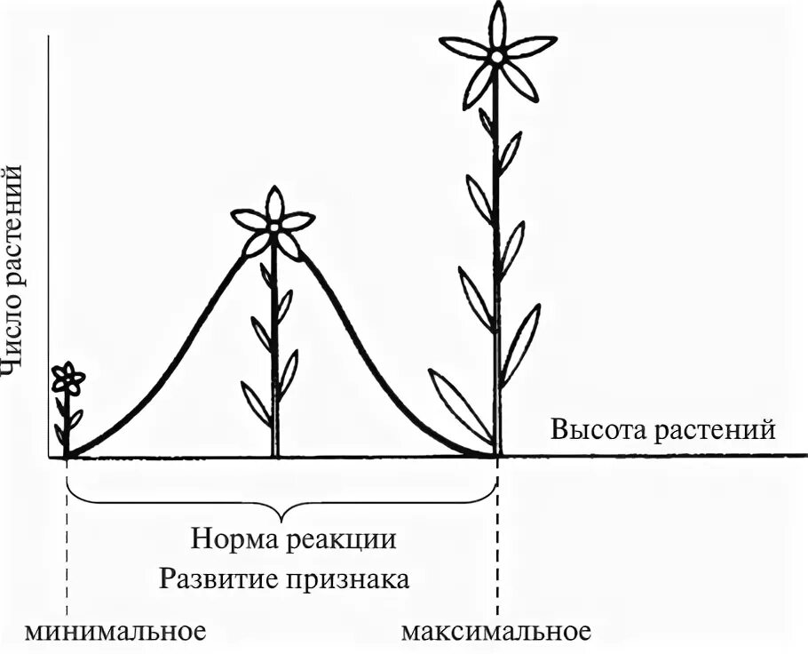 1 изменение в пределах нормы реакции. Норма реакции растений. Норма реакции модификационной изменчивости. Норма реакции в биологии график. Норма реакции организма это определение.