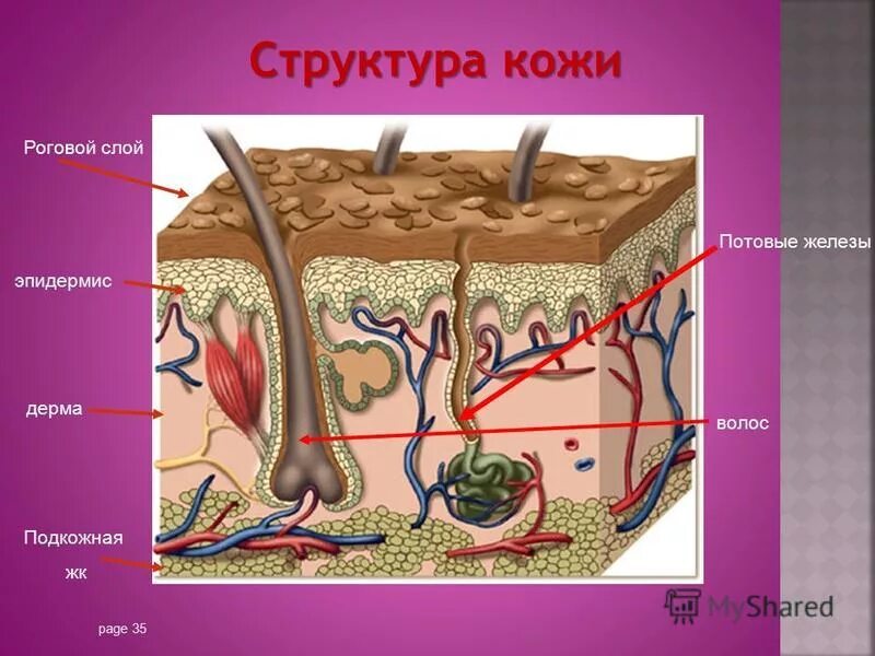 Дерма потовая железа кожа. Кожа эпидермис дерма. строение кожи эпидермис дерма. роговой эпидермис дерма гиподерма. строение кожи роговой слой дерма.
