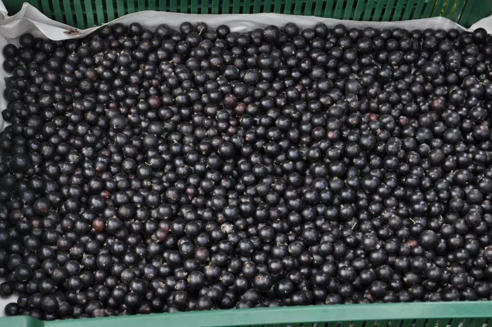 Ящик смородины. Черная смородина в лотке. Черная смородина в ящике. Ящик смородины. Лоток смородины.