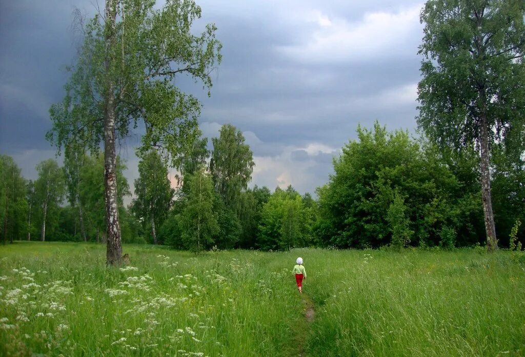 Деревня березы. Деревня летом. Родина березы. Лето деревня береза. Слушать песню еду на родину не лето