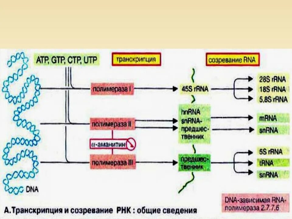Палиндром биосинтез. Транскрипция РНК этапы биохимия. Транскрипция матричной РНК. Характеристика компонентов системы синтеза РНК. Синтез РНК биохимия схема.