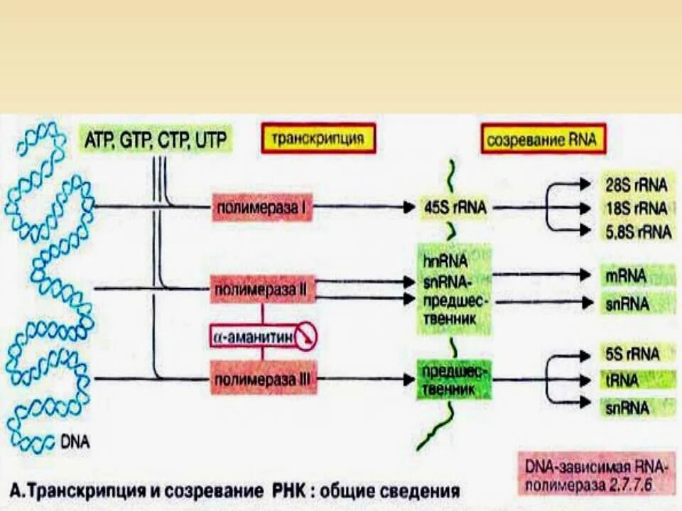 Определите последовательность процессов биосинтеза белка. Этапы биосинтеза РНК схема. Транскрипция РНК этапы биохимия. Транскрипция матричной РНК. Характеристика компонентов системы синтеза РНК.