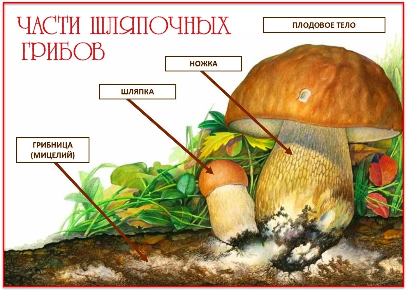 Грибы для детей плодовое тело грибница. Шляпочный гриб рисунок. Гриб и его строение. Структура гриба.