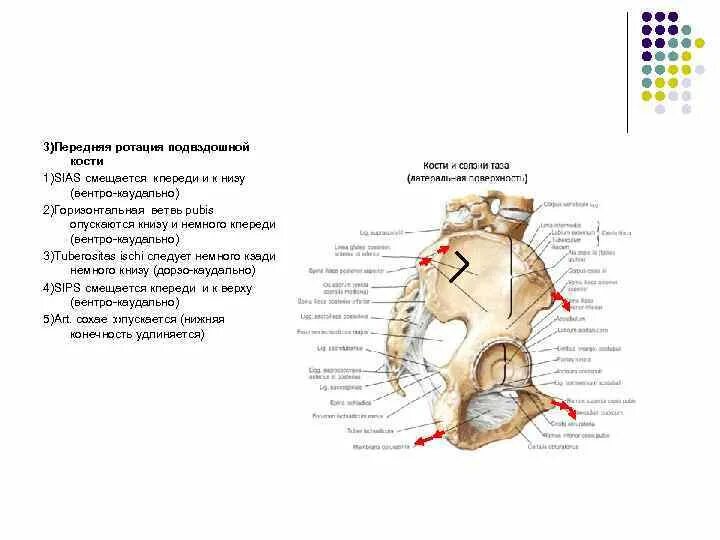 Ротация подвздошной кости. Передняя ротация подвздошной кости. При передней ротации подвздошной кости *. Ротация таза.