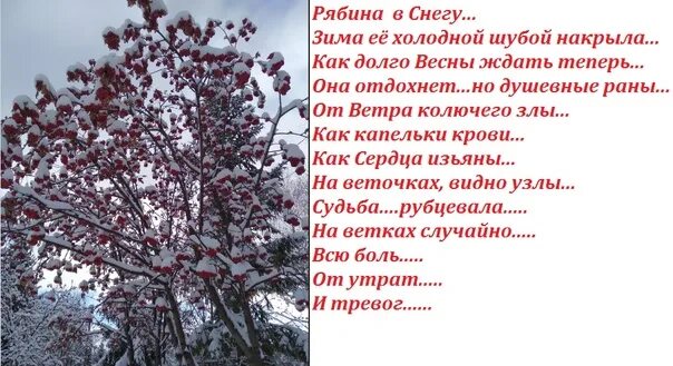 Куст рябины стих. Стихотворение про рябину. рябина зимой стихи. рябина в снегу стихи.