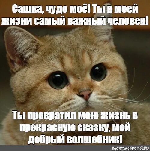 Сашка жизнь. Мой сашка самый лучший. ты самый важный человек. кот сашка. самое важное это ты.