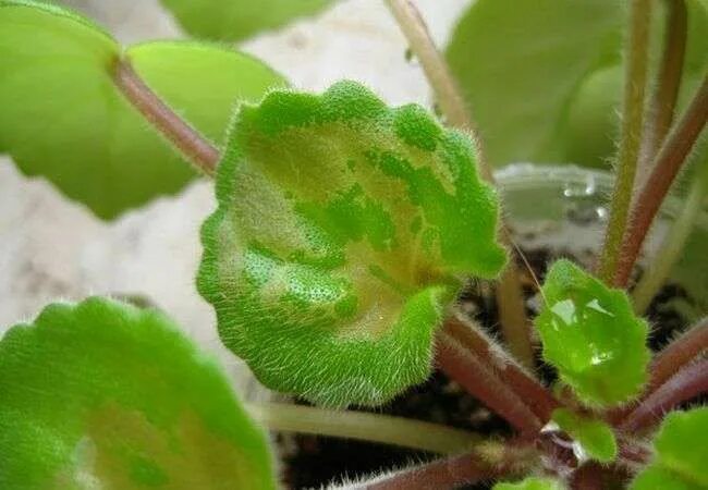 Полный Фиалка в домашних условиях - цветок на любой вкус Plants, Garden, Celery