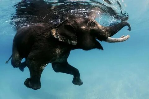 Какие млекопитающие в воде