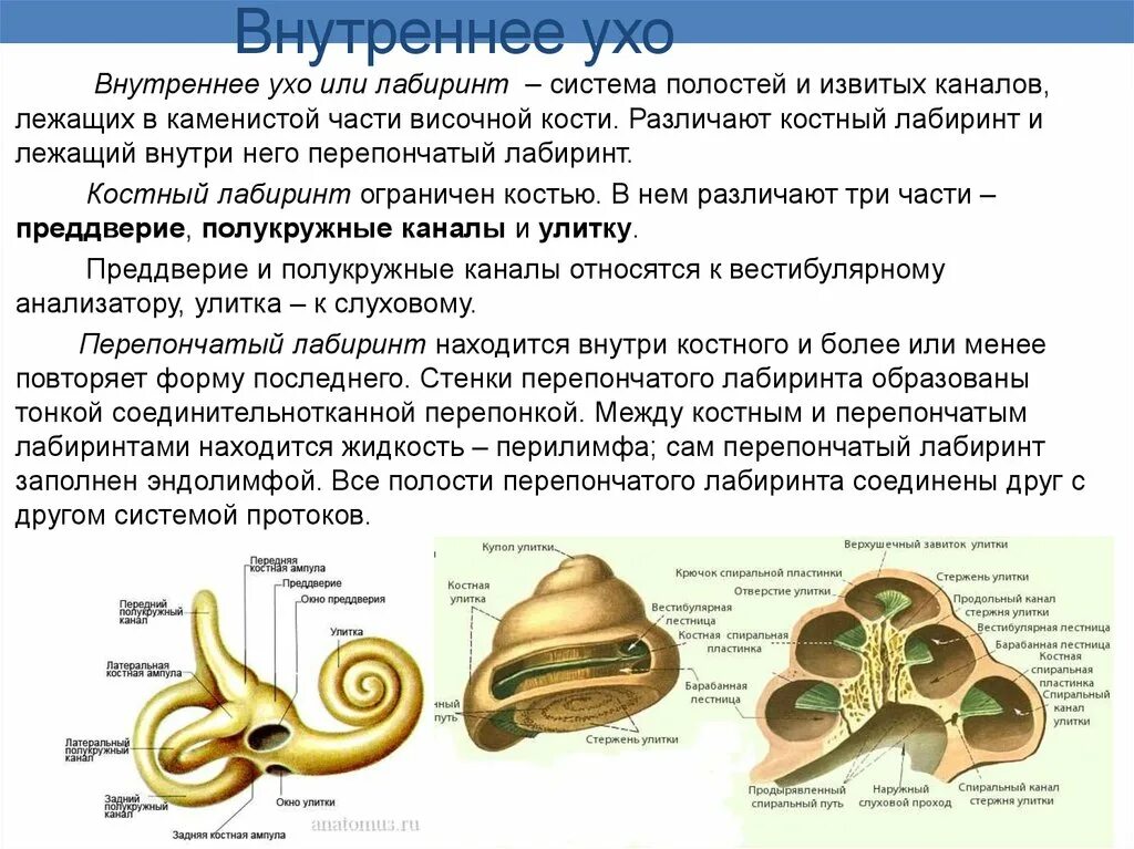 Улитка выполняет функцию. Костный Лабиринт внутреннего уха (улитка). Внутреннее ухо улитка функции. Внутреннее строение улитки внутреннего уха. Внутреннее ухо костный Лабиринт.