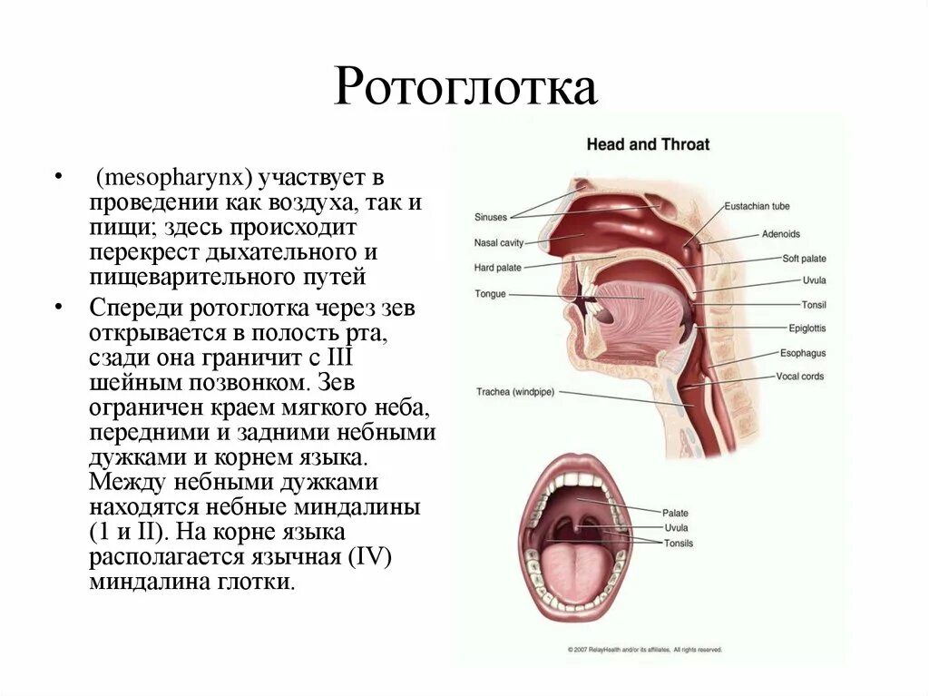 При глотании ощущение инородного. Ротоглотка гортаноглотка строение. Строение носоглотки и ротоглотки. Строение глотки ротоглотка. Строение ротоглотки анатомия.