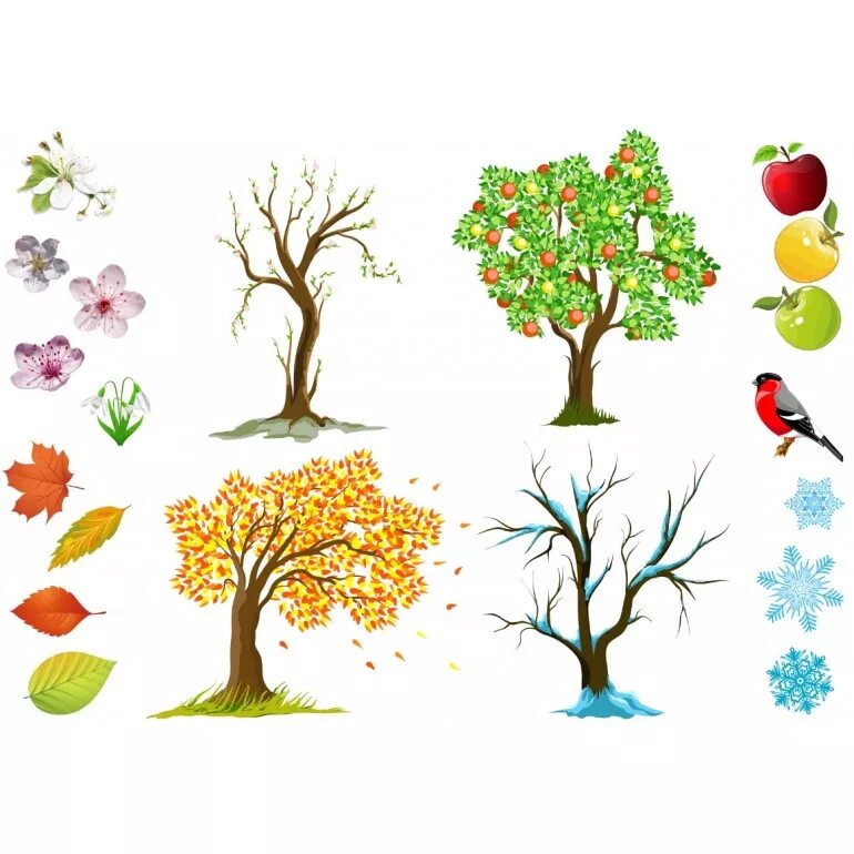 Яблоня в разные времена года. Сезонное дерево. Времена года на дереве. Дерево для детей. Деревья для дошкольников.