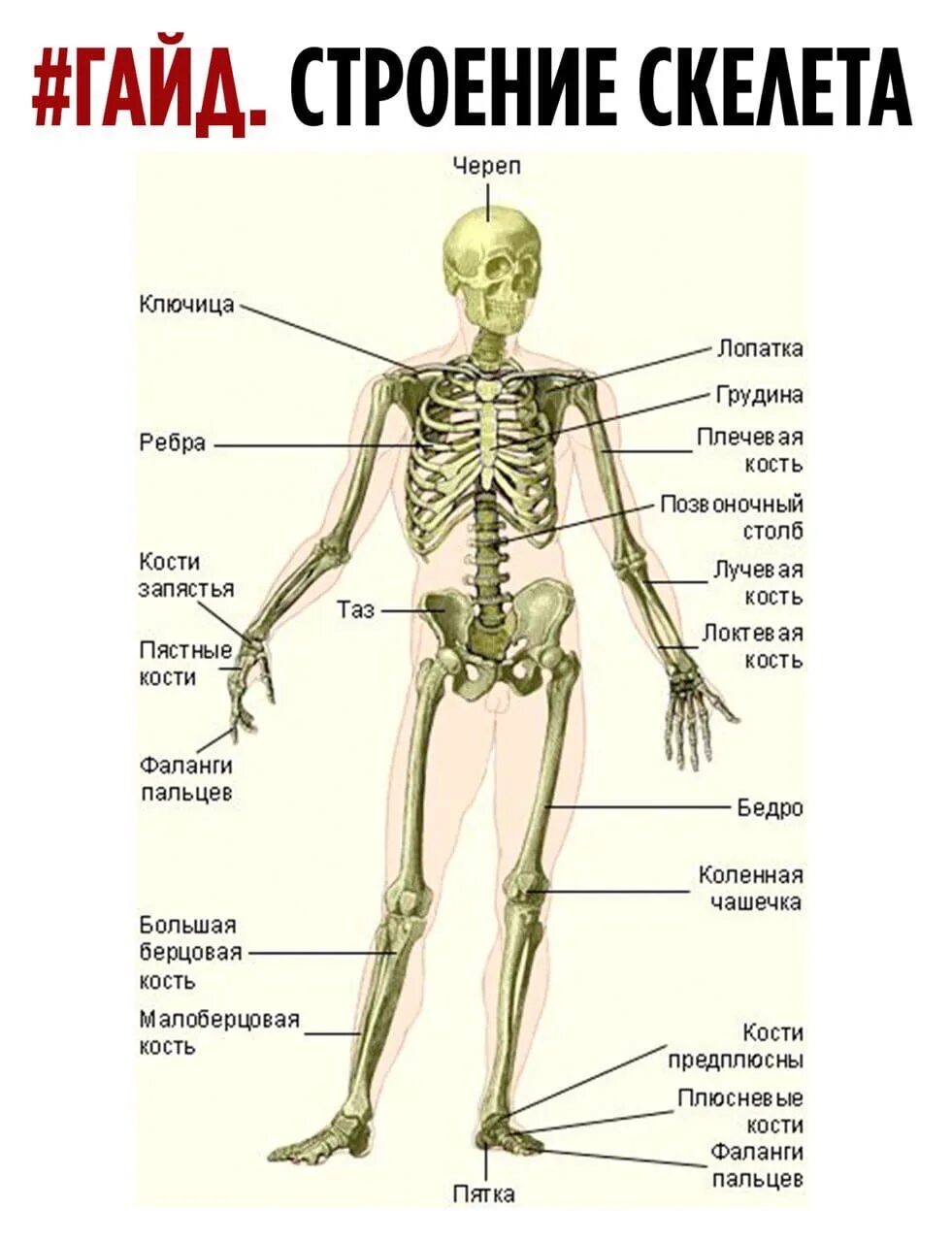 Подпишите названия костей скелета. Кости скелета биология. Строение скелета человека костей биология. Строение скелета туловища человека. Строение костного скелета человека.