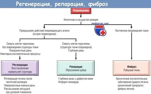Механизмы регенерации