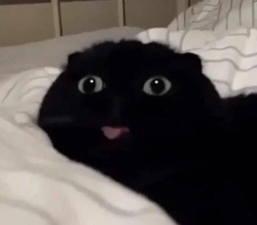 Pin by Crazy1 on Hilariousness Funny horror, Funny images, Funny cat memes