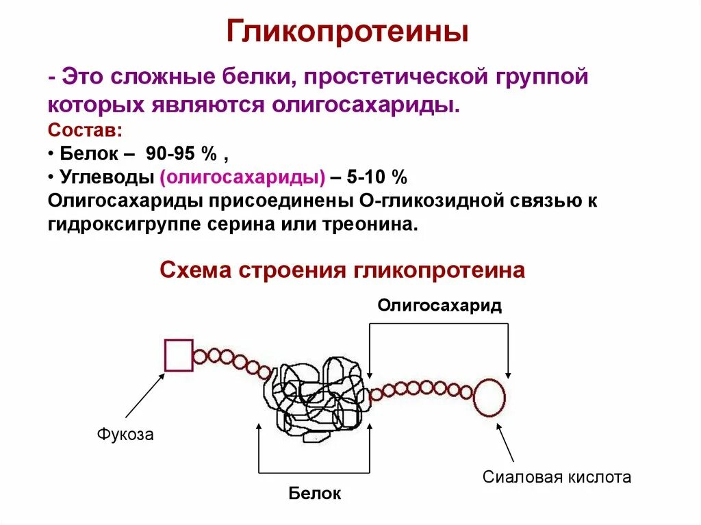 Основные группы белков. Гликопротеины строение биохимия. Гликопротеины особенности строения биологическая роль. Схема строения гликопротеинов биохимия. Гликопротеины функции биохимия.