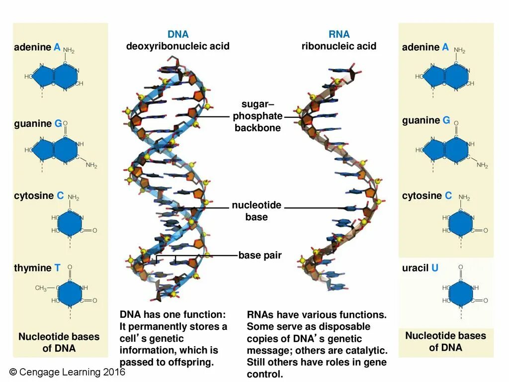 Тест днк рнк. Ribonucleic acid (RNA). Вирус полиомиелита РНК или ДНК. Аденин. Оспа РНК или ДНК.