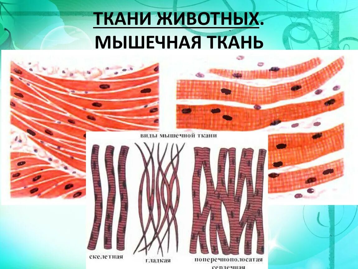 Мышечная ткань животных. Животные ткани мышечная. Строение мышечной ткани животных. Строение мышечной клетки. Ткани животных организмов