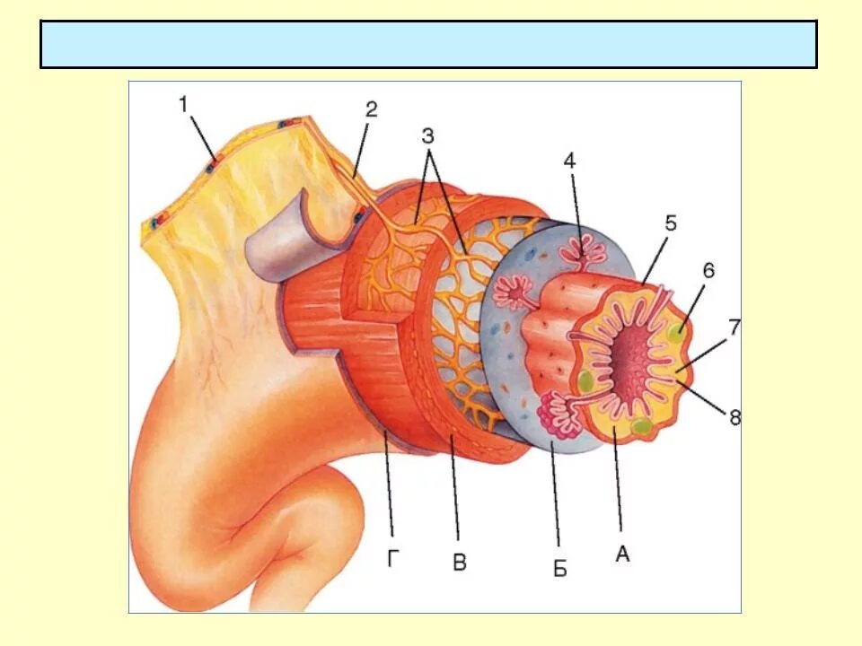 Трубчатый орган 5. Оболочки полых органов пищеварительной системы. Строение стенки полого органа. Строение стенки трубчатого органа оболочки. Строение кишечной трубки анатомия.
