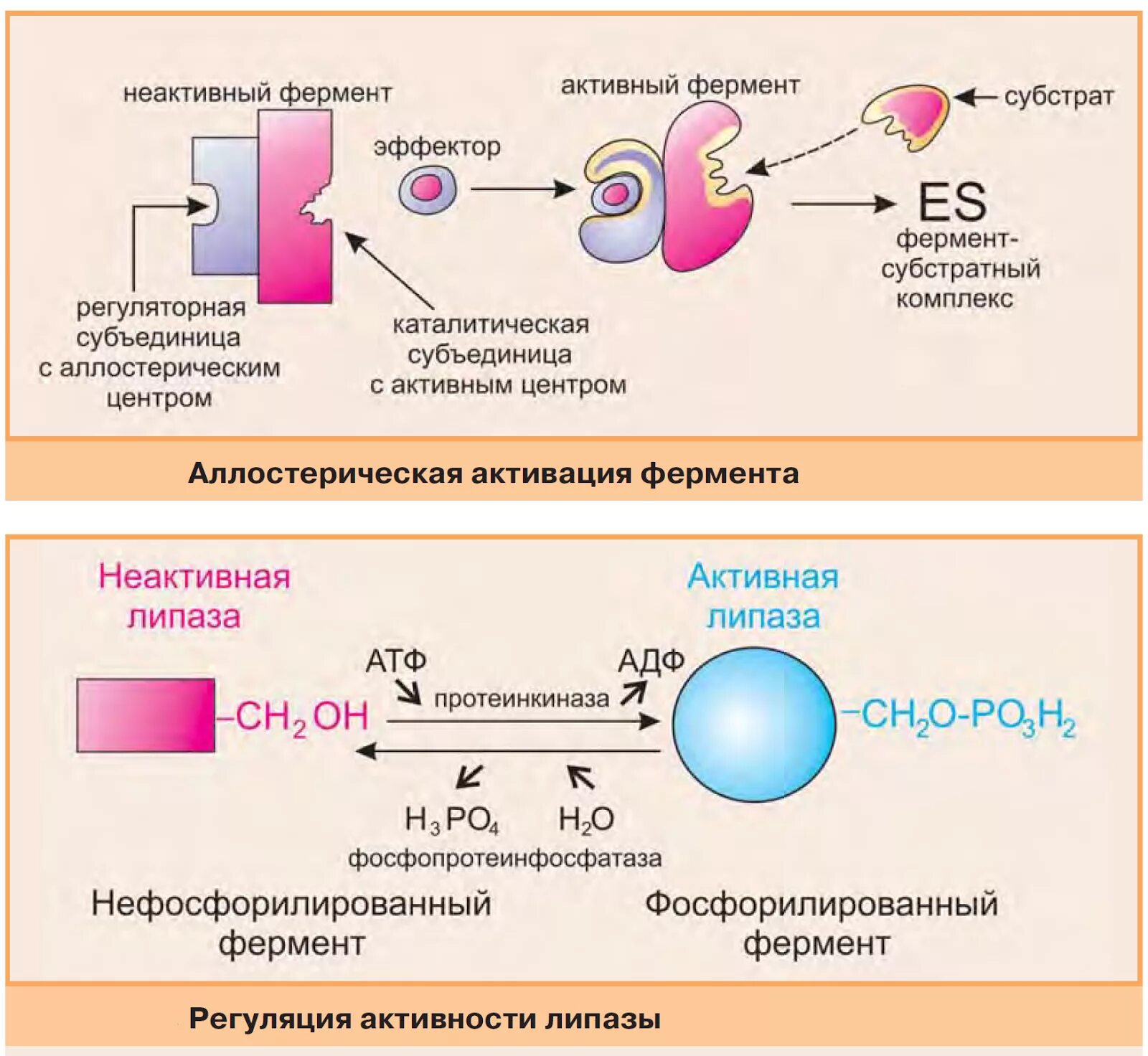 Неактивный фермент. Механизм регуляции активности липазы. Отщепление-присоединение белков-ингибиторов. Эффекторы ферментативных реакций. Эффекторы регуляторных ферментов.