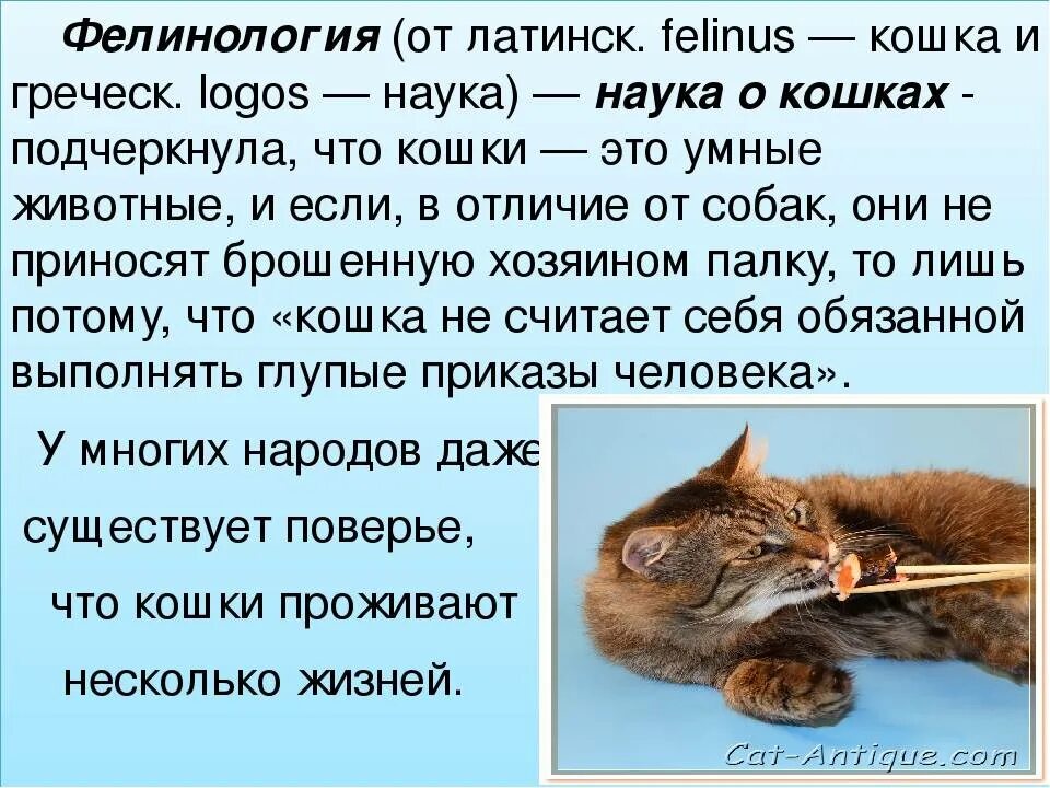 Фелинология это наука. Наука изучающая кошек. Фелинология это наука. Фелинология наука о кошках. Кошка фелинология.