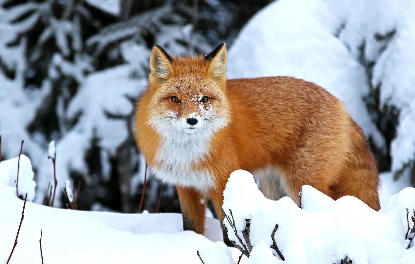 Лиса зима. Снежная лиса. Лиса в зимнем лесу. Лисы в сибири. Какие лисы зимой.