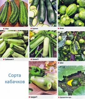 Сколько сортов кабачков
