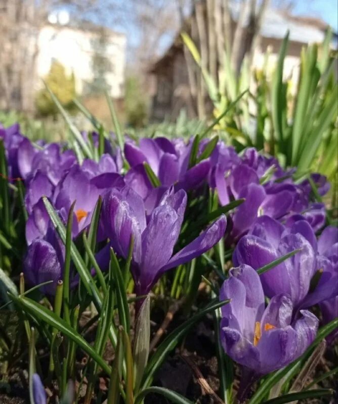 Верхневолжский гау иваново. Верхневолжский смц. Верхневолжский гау иваново. Дипос иваново. Главный корпус ивановской сельскохозяйственной академии.