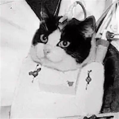 Кошка полетевшая в космос. Фелисетт кошка космонавт. Кошка Фелисетт фото 3. Фото памятника Фелисетт во Франции перед институтом.